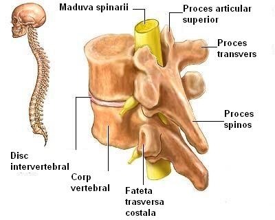 imagine cu maduva spinarii
